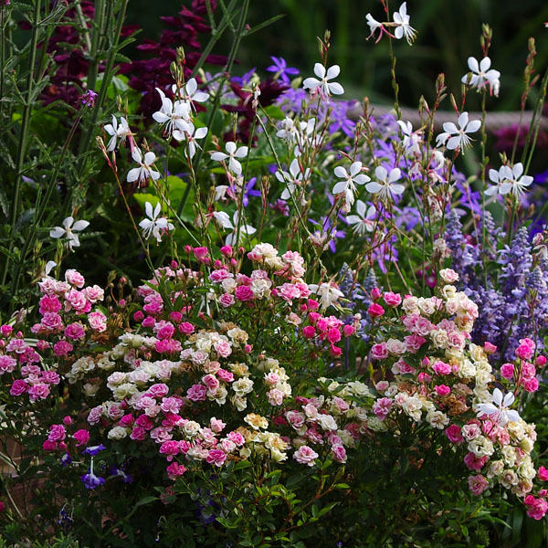 Zauberschnee mit Gaura - Prachtkerze